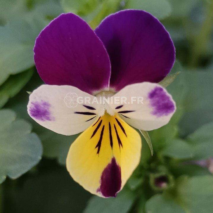 Pensée sauvage, Viola tricolor 50 graines image